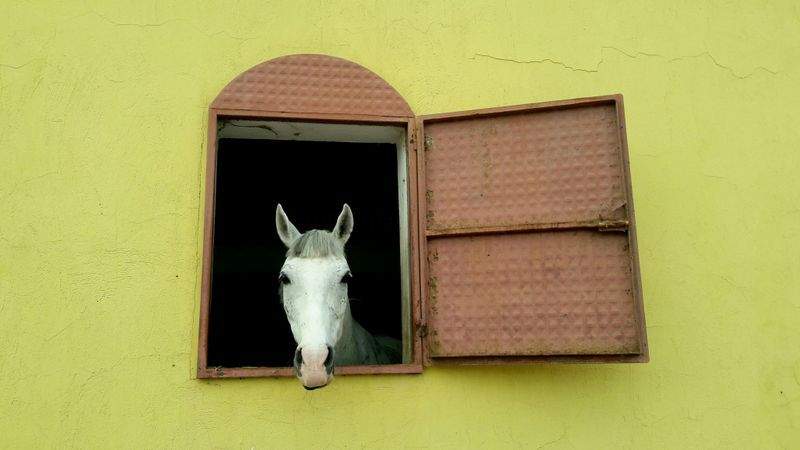 Gesunde Snacks für Hunde: Was Sie wissen sollten